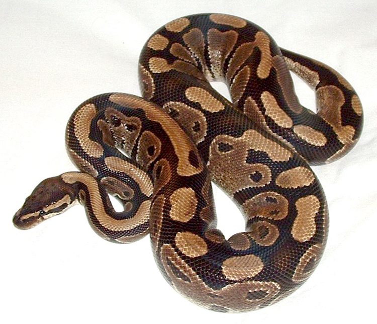 Le Python de Python